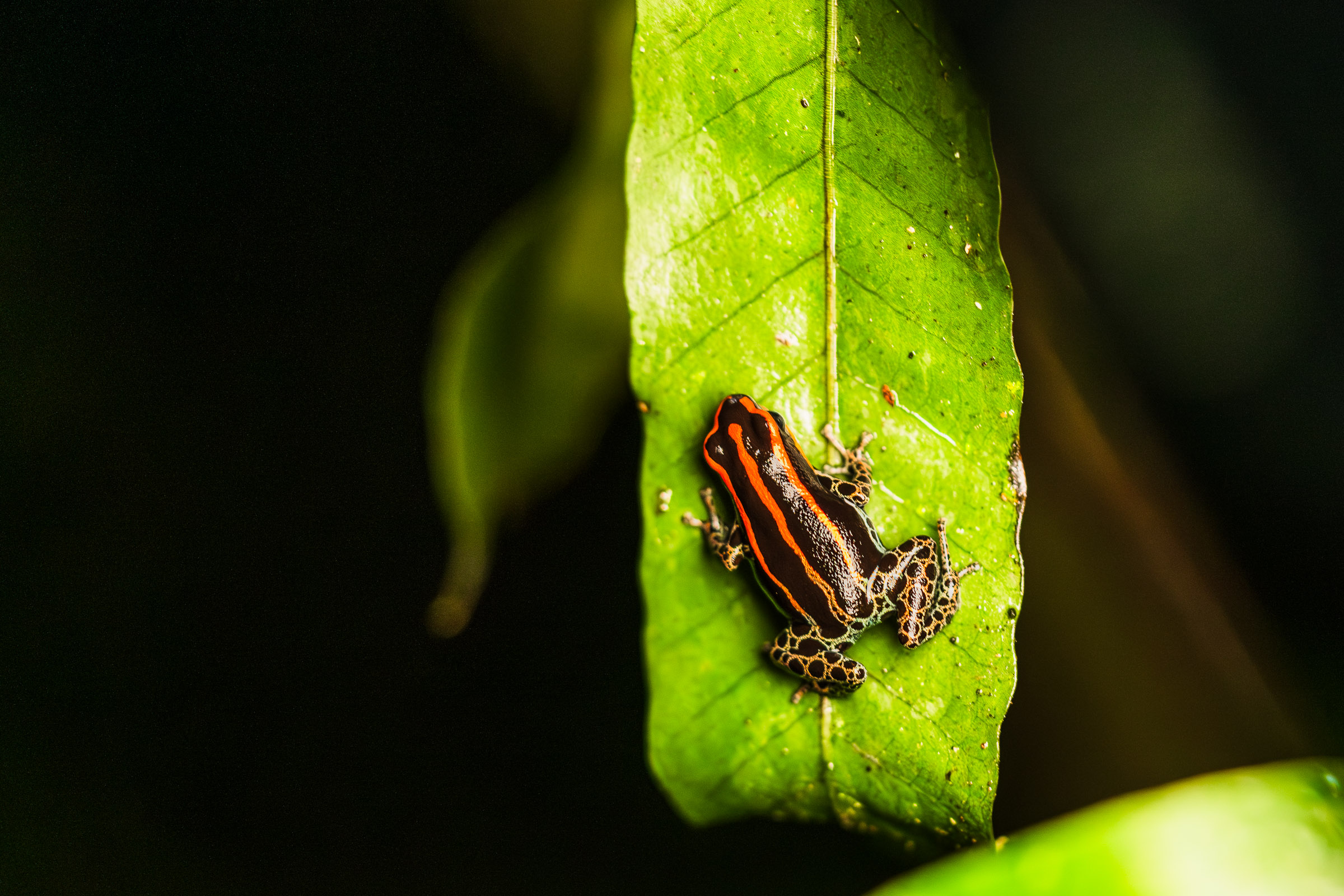Viewed from above, a black frog with orange stripes and pale patterned legs sits beside the central vein of a bright green leaf.